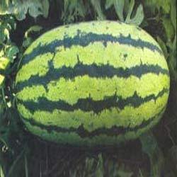 Manufacturers Exporters and Wholesale Suppliers of Water Melon Turbo Surat Gujarat